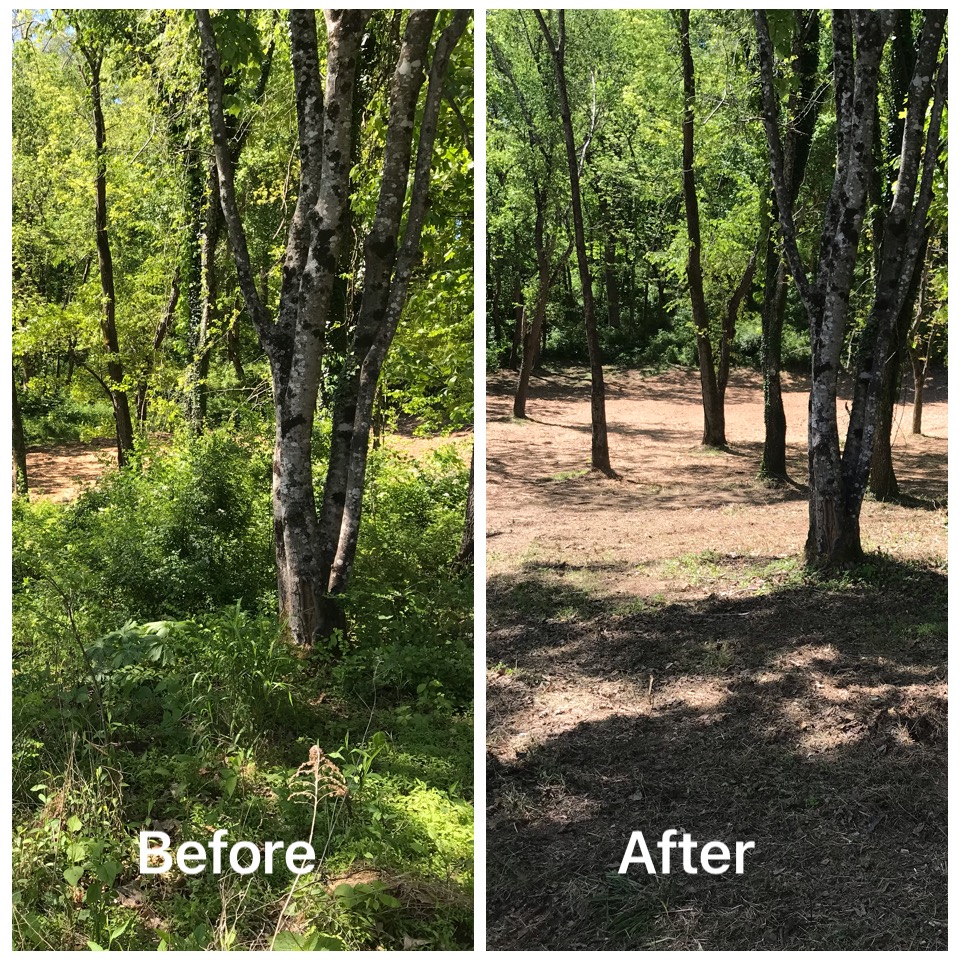 Nashville Land Clearing: Land Clearing, Forestry Mulching, and Brush Control | All Terrain Land Clearing and Brush Control - IMG_5221