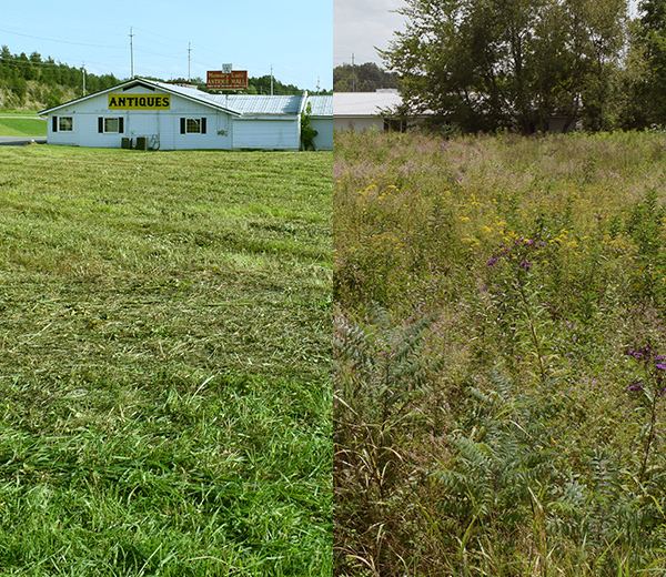 Brush Clearing: Brush Removal in Nashville | All Terrain Land Clearing and Brush Control - beforeafter-trim